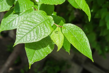 Gökyüzü yakın manzara karşı ağaçlar yeşil yaprakları