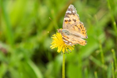 Aile Nymphalidae bir Dulavratotu kelebek, yün çim sarı karahindiba bir çiçek üzerinde oturur.
