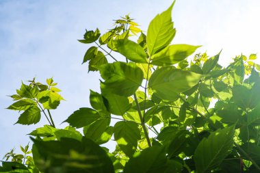 Gökyüzü yakın manzara karşı ağaçlar yeşil yaprakları