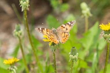 Aile Nymphalidae bir Dulavratotu kelebek, yün çim sarı karahindiba bir çiçek üzerinde oturur.