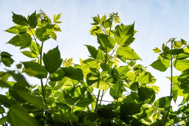 Gökyüzü yakın manzara karşı ağaçlar yeşil yaprakları