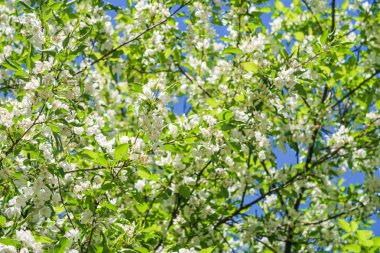 Mavi gökyüzüne karşı elma kiraz beyaz çiçekler. Doğa bahar.