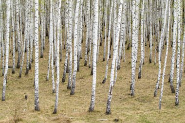 Huş ağaçları orman çim erken bahar orman alan.