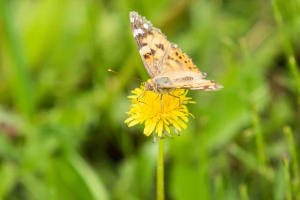 Метелик Лопуха Сімейства Nympphidae Сидить Квітку Жовта Кульбаба Вовняній Траві — стокове фото