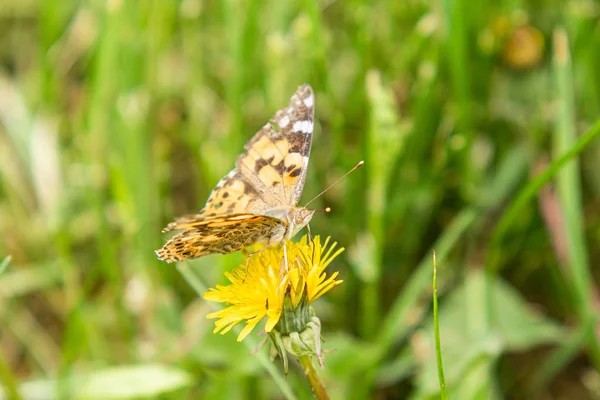 Burdock Butterfly Family Nymphalidae Sits Flower Yellow Dandelion Woolen Grass — Stock Photo, Image