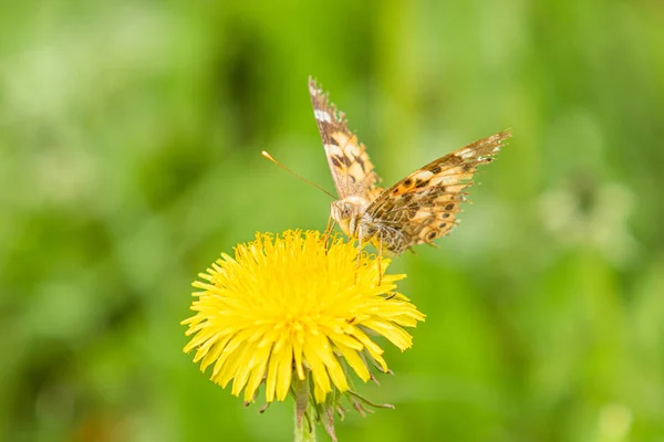 Kardborre Fjäril Från Familjen Nymphalidae Sitter Blomma Gul Mask Ros — Stockfoto