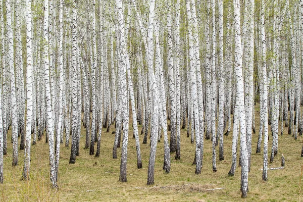 Árboles Abedul Bosque Hierba Primavera Temprana Paisaje Bosque Área — Foto de Stock