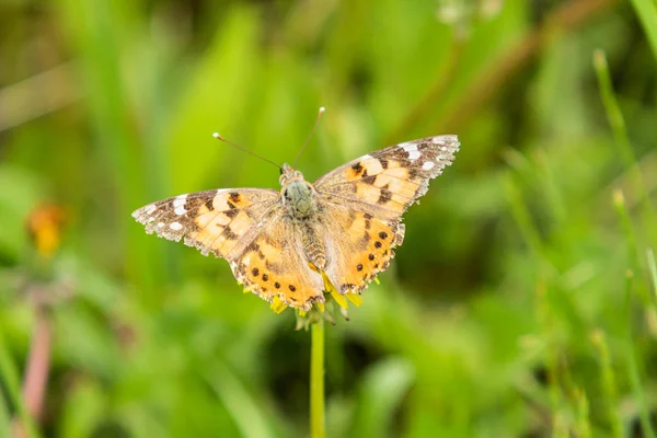 Uma Borboleta Bardana Família Nymphalidae Senta Uma Flor Dente Leão — Fotografia de Stock