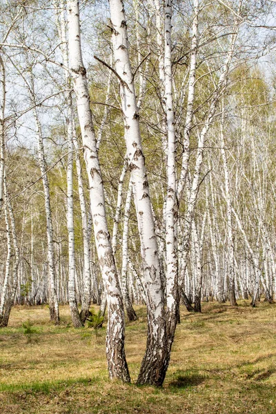 Björk Träd Skogs Gräs Tidig Vår Landskap Skogsområde — Stockfoto