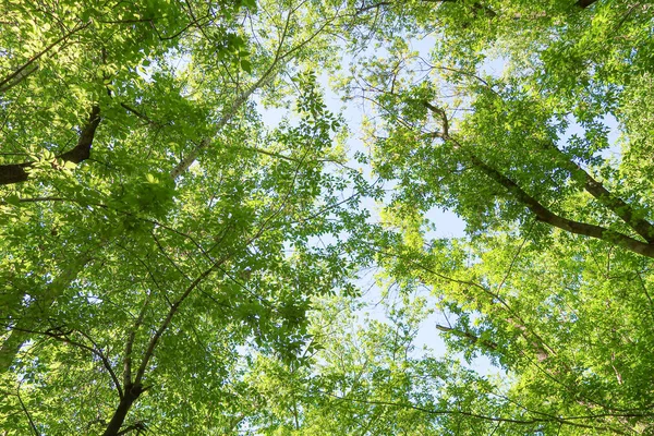 Πράσινα Φύλλα Θέα Δέντρα Από Κάτω Στο Γαλάζιο Του Ουρανού — Φωτογραφία Αρχείου