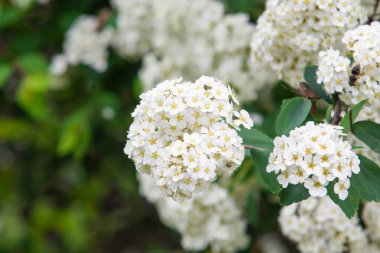 Bahçede açan beyaz çiçekler 