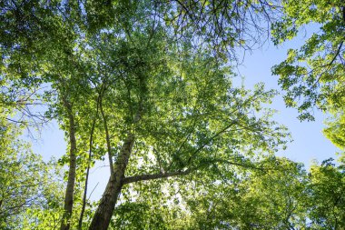 Mavi gökyüzü, bahar doğa karşı aşağıda ağaçlar görünümü yeşil yaprakları.