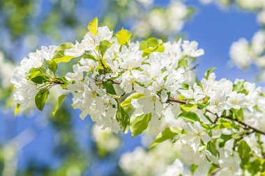 Elma ağacının beyaz çiçekler mavi gökyüzüne karşı ağacın yeşil yaprakları vardır.
