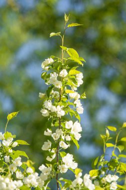 Elma ağacının beyaz çiçekler mavi gökyüzüne karşı ağacın yeşil yaprakları vardır.