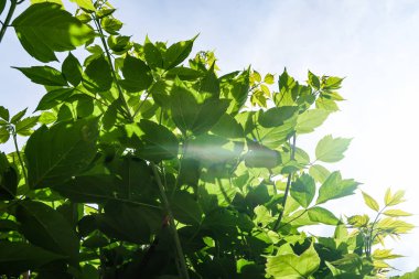 Gökyüzü yakın manzara karşı ağaçlar yeşil yaprakları
