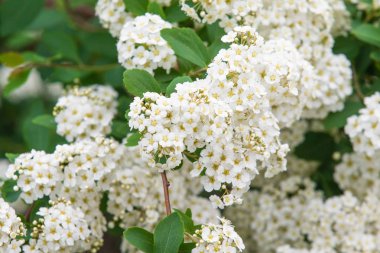 Bahçede açan beyaz çiçekler 