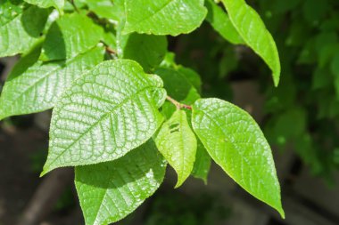 Gökyüzü yakın manzara karşı ağaçlar yeşil yaprakları