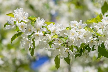 Elma ağacının beyaz çiçekler mavi gökyüzüne karşı ağacın yeşil yaprakları vardır.