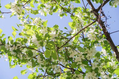 Mavi gökyüzüne karşı elma kiraz beyaz çiçekler. Doğa bahar.
