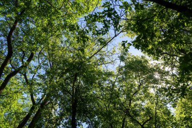 Mavi gökyüzü, bahar doğa karşı aşağıda ağaçlar görünümü yeşil yaprakları.