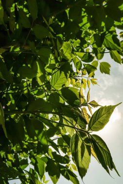 Gökyüzü yakın manzara karşı ağaçlar yeşil yaprakları