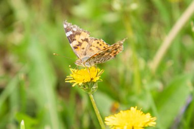 Aile Nymphalidae bir Dulavratotu kelebek, yün çim sarı karahindiba bir çiçek üzerinde oturur.