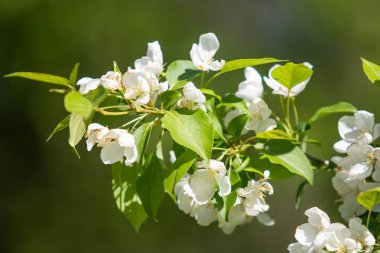 Mavi gökyüzüne karşı elma kiraz beyaz çiçekler. Doğa bahar.