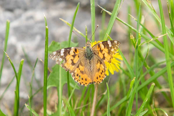 Kardborre Fjäril Från Familjen Nymphalidae Sitter Blomma Gul Mask Ros — Stockfoto