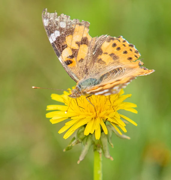 Kardborre Fjäril Från Familjen Nymphalidae Sitter Blomma Gul Mask Ros — Stockfoto