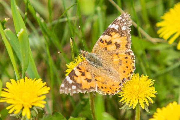 Kardborre Fjäril Från Familjen Nymphalidae Sitter Blomma Gul Mask Ros — Stockfoto