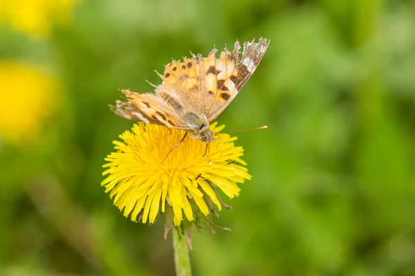 Kardborre Fjäril Från Familjen Nymphalidae Sitter Blomma Gul Mask Ros — Stockfoto