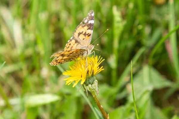 Burdock Butterfly Family Nymphalidae Sits Flower Yellow Dandelion Woolen Grass — Stock Photo, Image