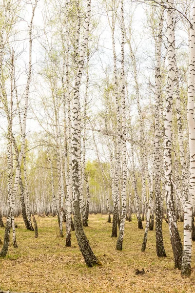 桦树森林草早春风景林区 — 图库照片