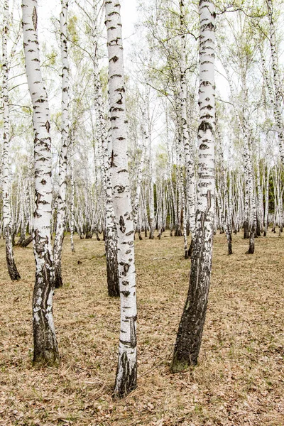 Birch Stromy Lesní Tráva Počátek Jara Lesní Krajina — Stock fotografie