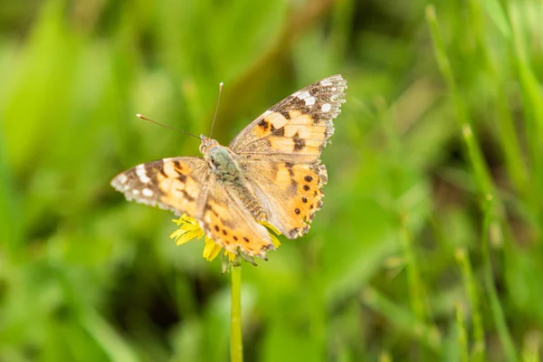 Kardborre Fjäril Från Familjen Nymphalidae Sitter Blomma Gul Mask Ros — Stockfoto