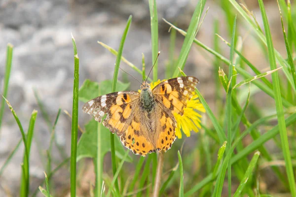 Kardborre Fjäril Från Familjen Nymphalidae Sitter Blomma Gul Mask Ros — Stockfoto