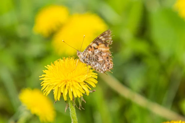 Kardborre Fjäril Från Familjen Nymphalidae Sitter Blomma Gul Mask Ros — Stockfoto