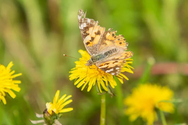 Een Klit Vlinder Uit Familie Nymphalidae Zit Een Bloem Van — Stockfoto