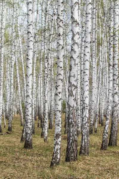 Vidoeiro Árvores Floresta Grama Início Primavera Paisagem Floresta Área — Fotografia de Stock
