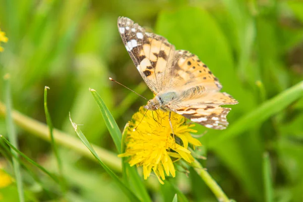 Burdock Butterfly Family Nymphalidae Sits Flower Yellow Dandelion Woolen Grass — Stock Photo, Image