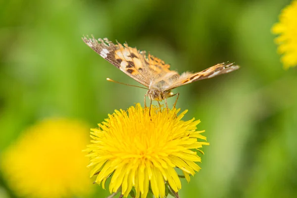 Kardborre Fjäril Från Familjen Nymphalidae Sitter Blomma Gul Mask Ros — Stockfoto
