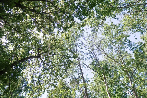 Hojas Verdes Árboles Vista Desde Abajo Contra Cielo Azul Naturaleza — Foto de Stock