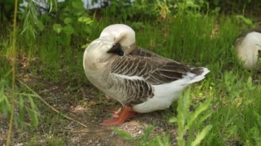 Yeşil çim kaz gri, doğa kuş Gri kaz.