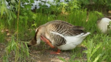 Yeşil çim kaz gri, doğa kuş Gri kaz.