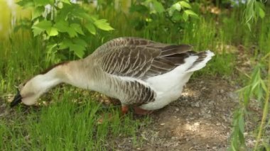 Yeşil çim kaz gri, doğa kuş Gri kaz.