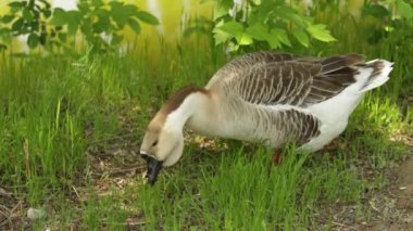 Yeşil çim kaz gri, doğa kuş Gri kaz.