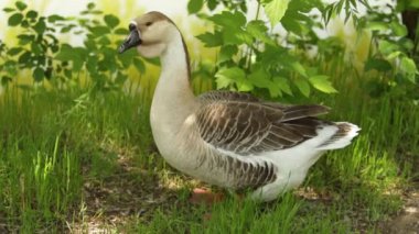 Yeşil çim kaz gri, doğa kuş Gri kaz.