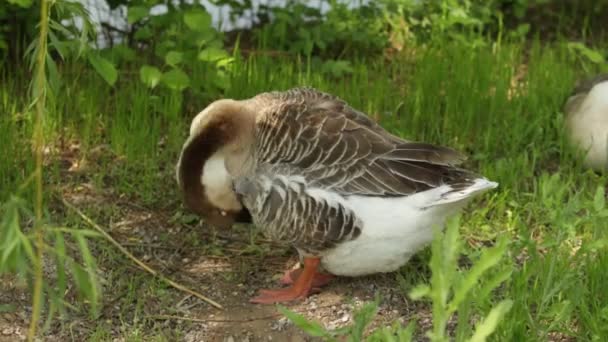 Gänsegrau Grünen Gras Naturvogel Graugans — Stockvideo