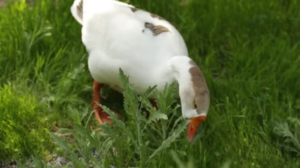 Gås Grått Grönt Gräs Natur Fågel Grå Gås — Stockvideo