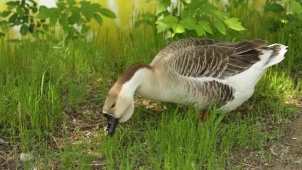 Gås Grått Grönt Gräs Natur Fågel Grå Gås — Stockvideo